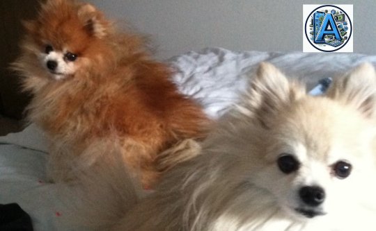 Rusty and Mutt-Mutt on the bed